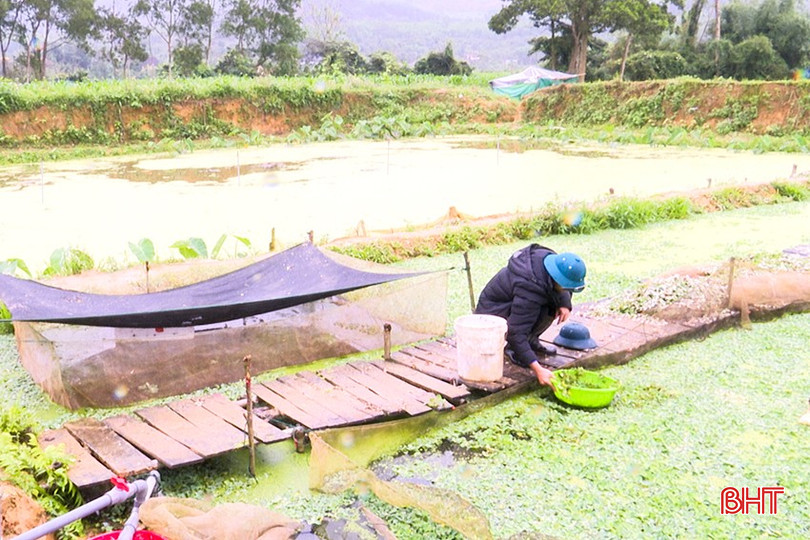 Với diện tích ao đầm sẵn có anh Cương đã cải tạo thả nuôi ốc bươu đen cho thu nhập cao bqbht_br_12.jpg