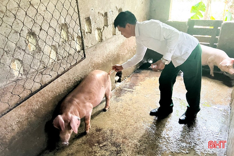 Huyện Đức Thọ dự kiến hoàn thành việc tiêm phòng cho đàn gia súc trước ngày 30/10. 5.jpg