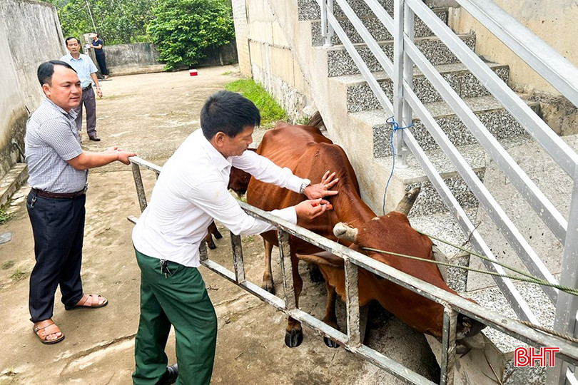 Xã An Dũng tập trung đẩy mạnh công tác tiêm phòng vắc-xin cho đàn gia súc trên địa bàn. 1.jpg