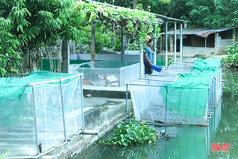 Gia đình anh Bình đang thả nuôi 6 lồng lưới với hơn 1.200 con ếch thương phẩm 3-4044.jpg
