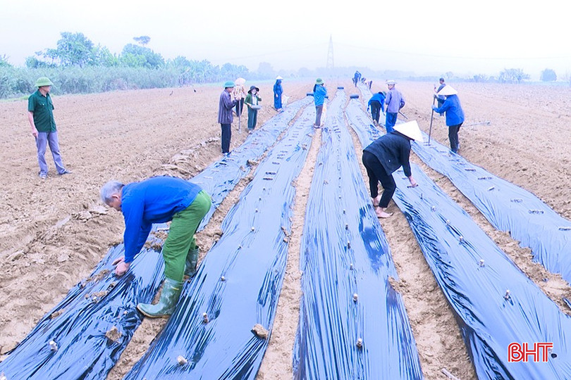 Những ruộng trồng sắn được phủ ni lông nhằm ngăn chặn các loại cỏ dại, nhờ vậy sẽ không mất công làm cỏ, hay sử dụng thuốc hóa học để diệt cỏ. bqbht_br_a3.jpg