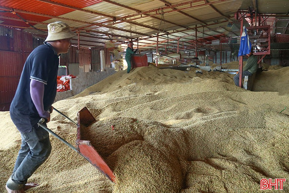 Các cơ sở, doanh nghiệp tích cực hỗ trợ nông dân thu mua, sấy lúa ướt