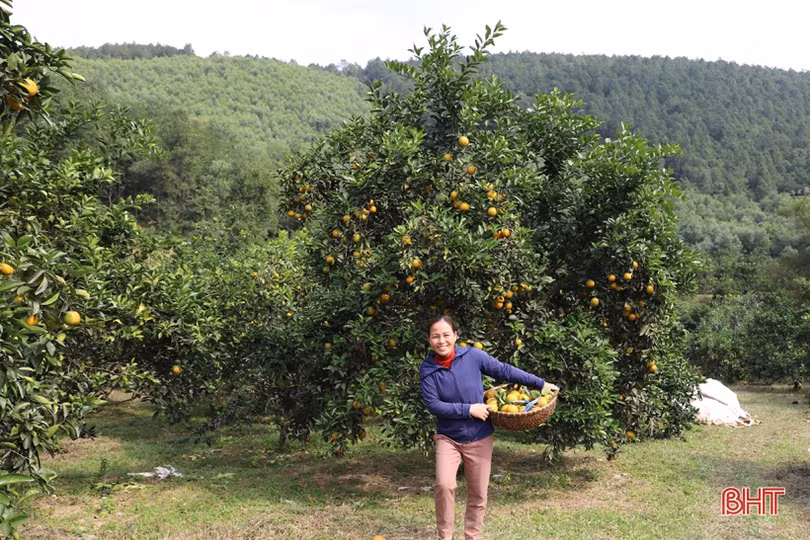 Cam chín vàng trên những vườn đồi Thượng Lộc