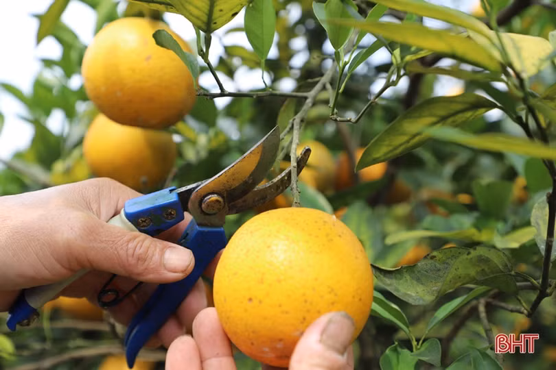 Cam chín vàng trên những vườn đồi Thượng Lộc