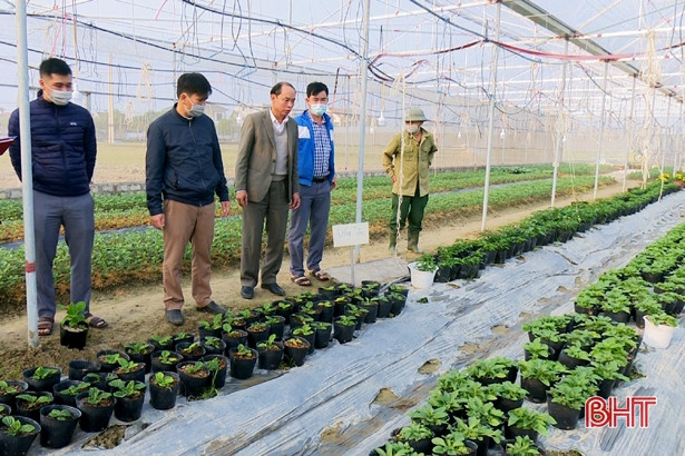 Các mô hình thử nghiệm sản xuất nông nghiệp tại TP Hà Tĩnh cho kết quả khả quan