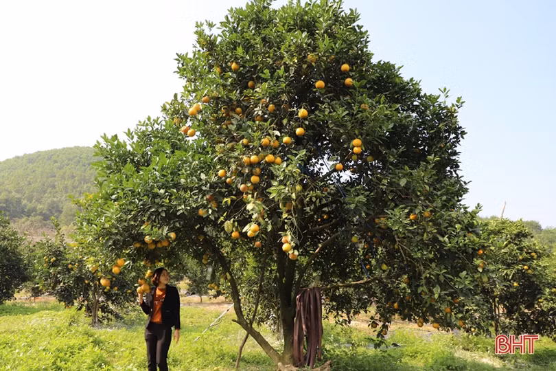 Cam chín vàng trên những vườn đồi Thượng Lộc