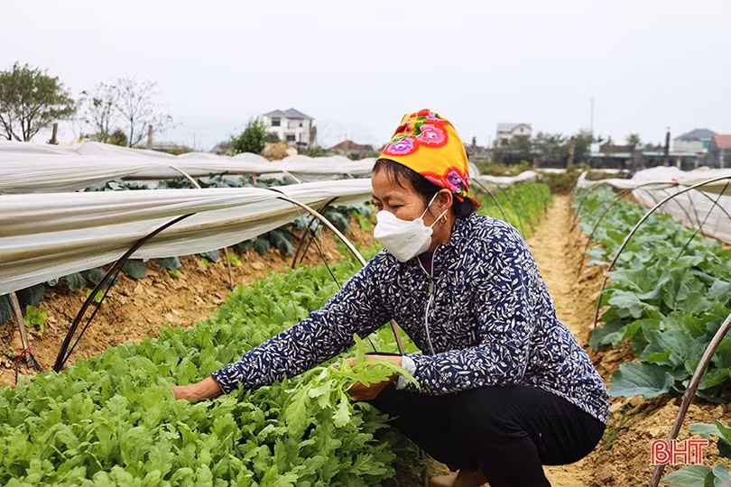 Nguồn cung ở Hà Tĩnh dồi dào, giá rau xanh làm vui lòng các bà nội trợ