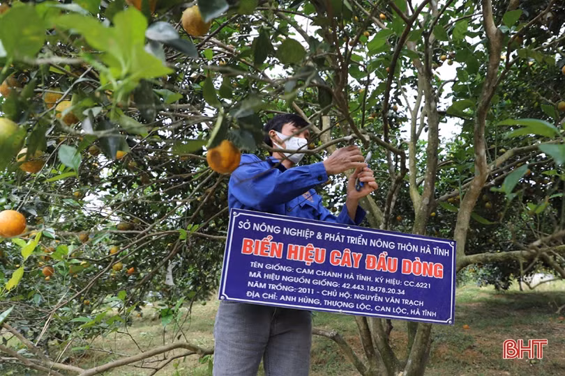 Cam chín vàng trên những vườn đồi Thượng Lộc