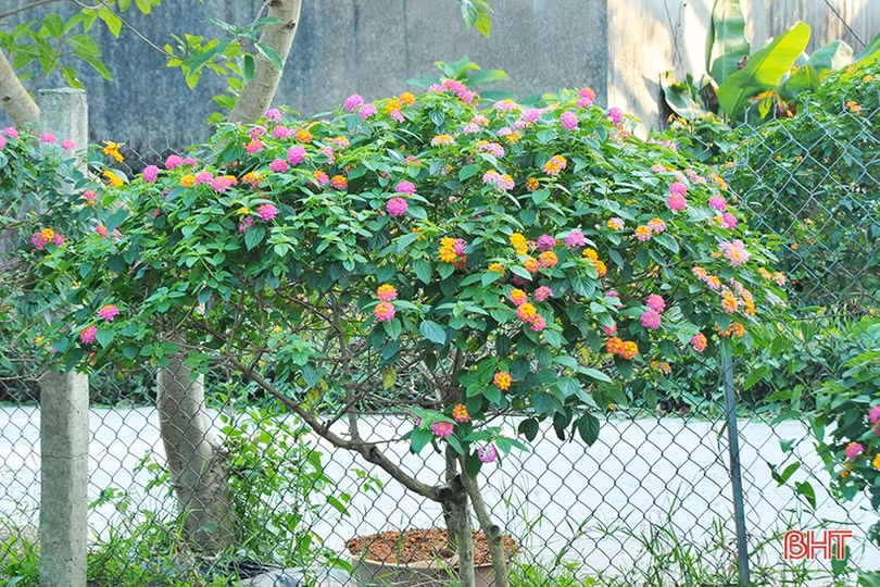 “Biến” hoa dại thành cây cảnh tiền triệu