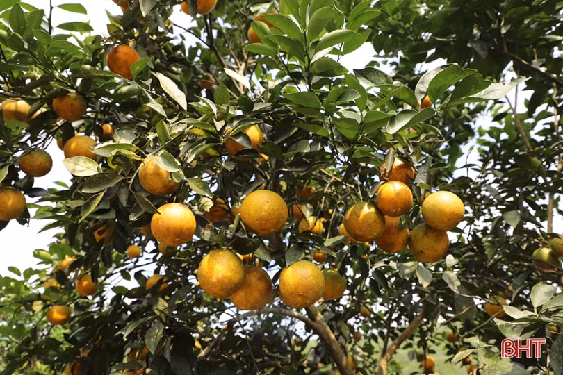 Cam chín vàng trên những vườn đồi Thượng Lộc