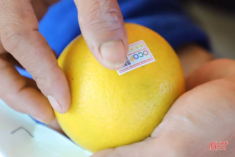 Cam chín vàng trên những vườn đồi Thượng Lộc