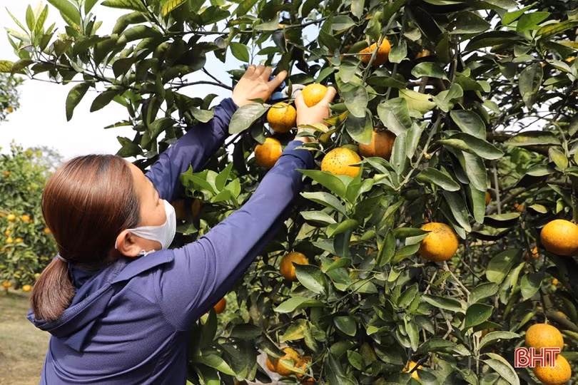 Cam chín vàng trên những vườn đồi Thượng Lộc