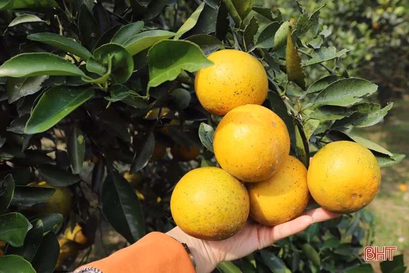 Cam chín vàng trên những vườn đồi Thượng Lộc