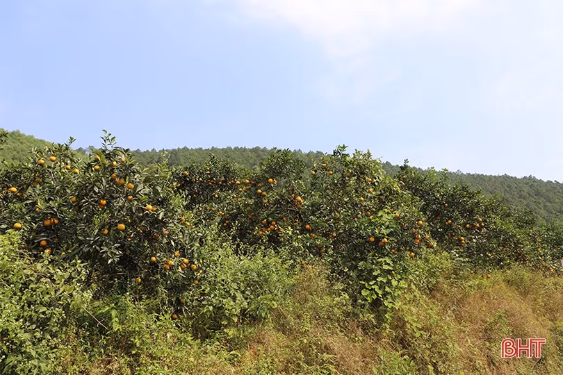 Cam chín vàng trên những vườn đồi Thượng Lộc