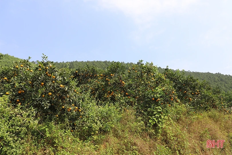 Miền Trà Sơn Can Lộc - vùng đất xanh bốn mùa hoa trái