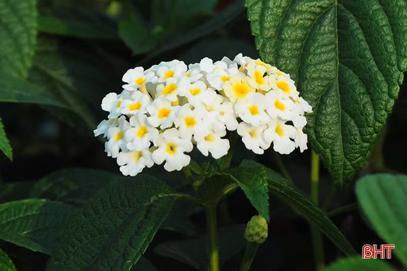 “Biến” hoa dại thành cây cảnh tiền triệu