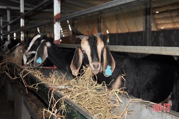 HTX trẻ ở Hà Tĩnh tiêu thụ nông sản cho nông dân, tạo việc làm cho phụ nữ