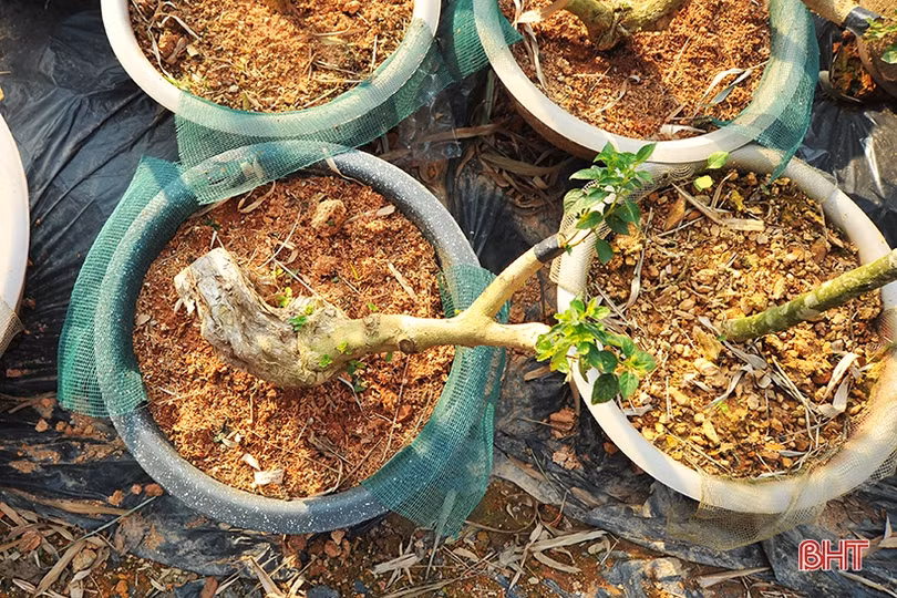 “Biến” hoa dại thành cây cảnh tiền triệu