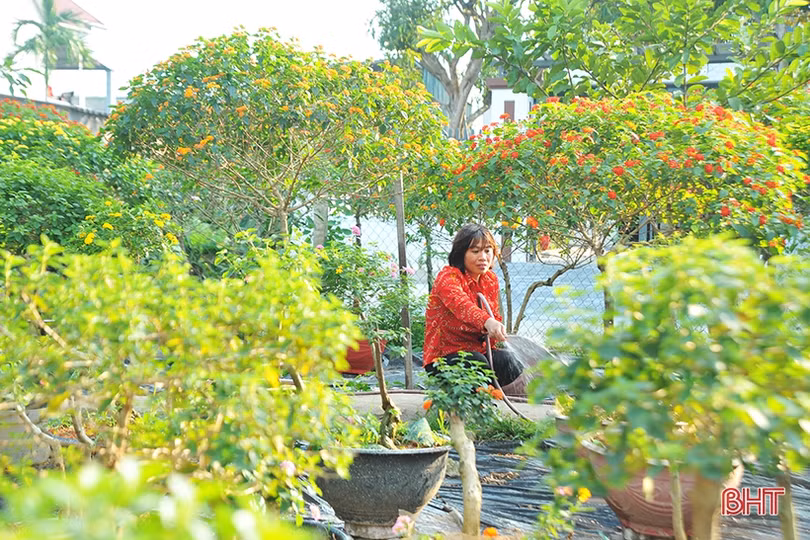 “Biến” hoa dại thành cây cảnh tiền triệu