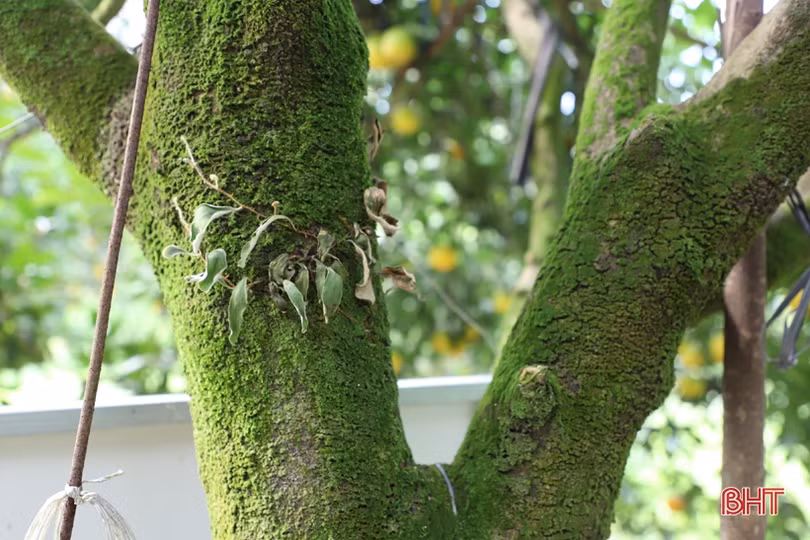 Cam chín vàng trên những vườn đồi Thượng Lộc