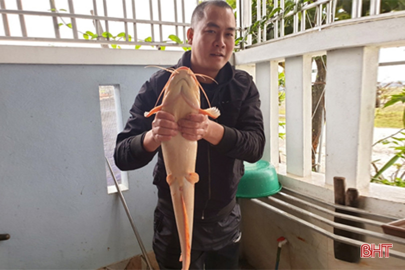 Tát ao, bắt được cá trê vàng