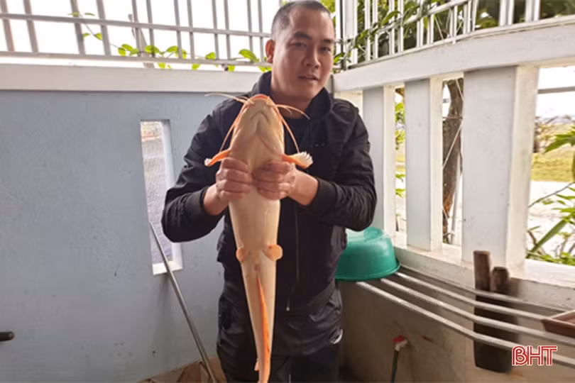 Tát ao, bắt được cá trê vàng