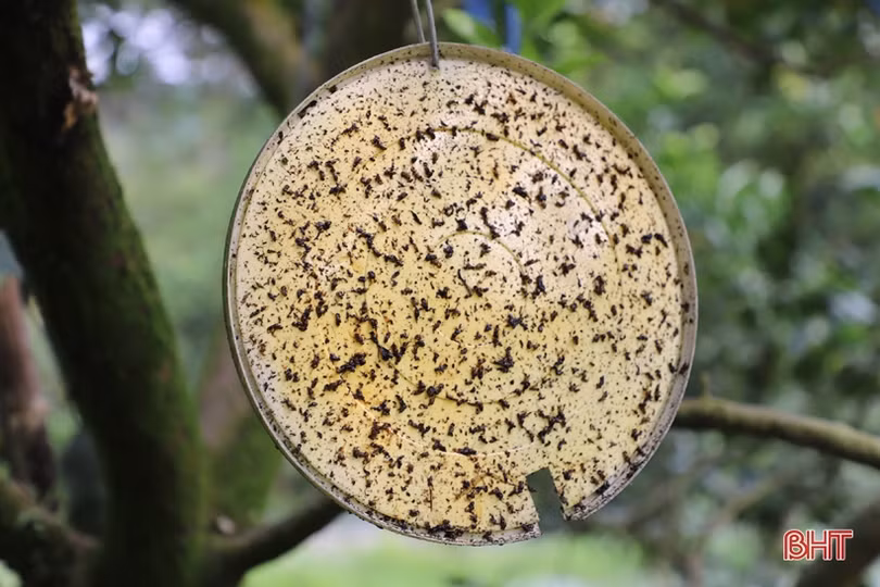 Cam chín vàng trên những vườn đồi Thượng Lộc