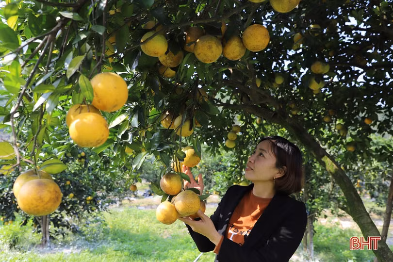 Cam chín vàng trên những vườn đồi Thượng Lộc