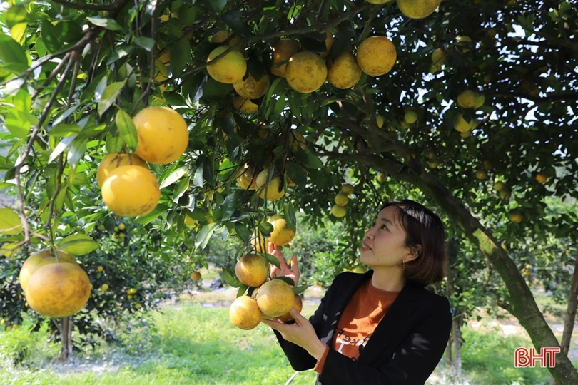 Miền Trà Sơn Can Lộc - vùng đất xanh bốn mùa hoa trái