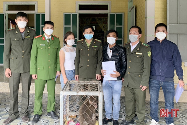 Bàn giao một cá thể khỉ quý hiếm cho Vườn Quốc gia Vũ Quang