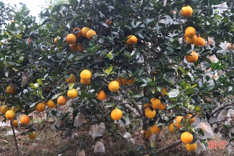 Cựu chiến binh miền núi Vũ Quang “biến đồi hoang thành vùng đất trù phú