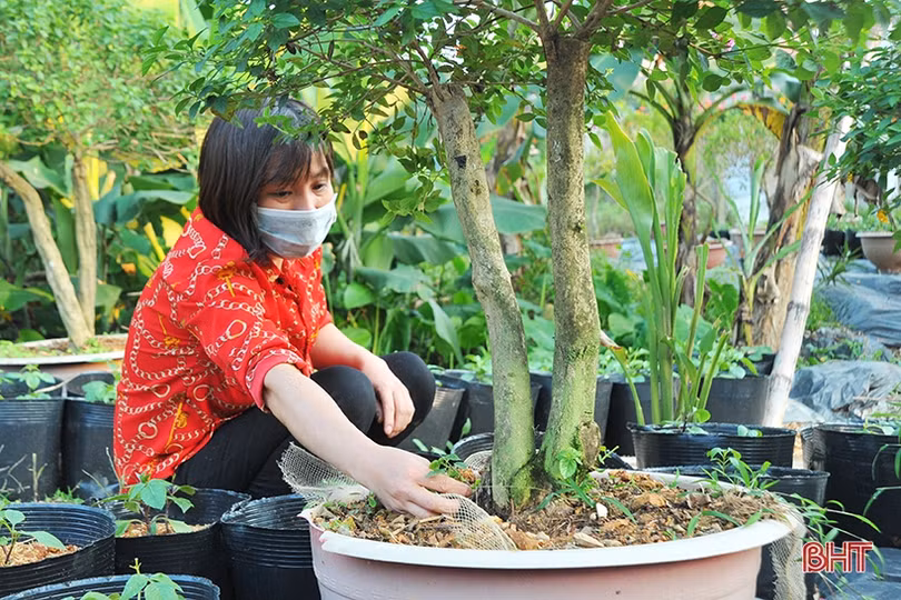 “Biến” hoa dại thành cây cảnh tiền triệu