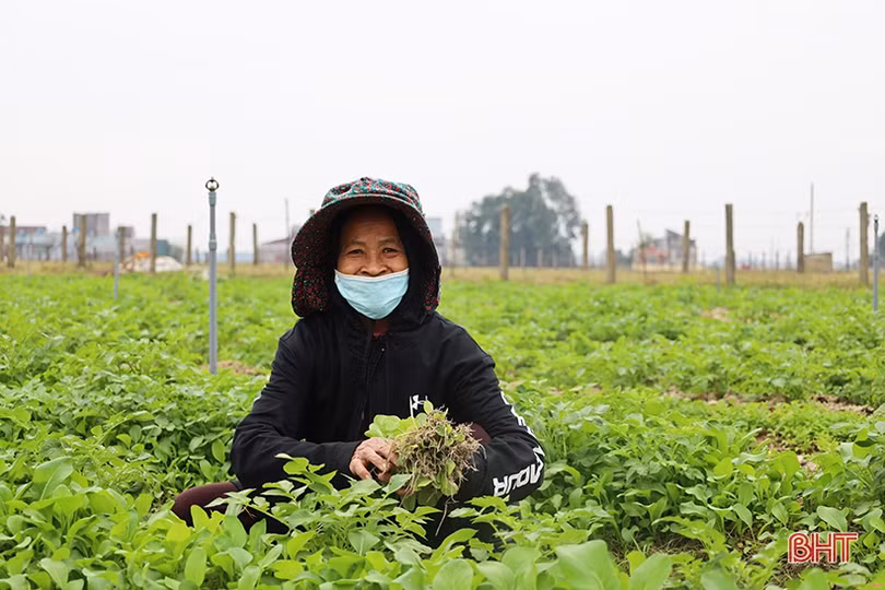 Nguồn cung ở Hà Tĩnh dồi dào, giá rau xanh làm vui lòng các bà nội trợ