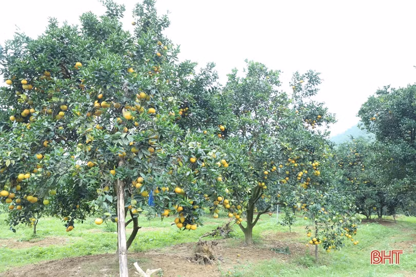 Cam chín vàng trên những vườn đồi Thượng Lộc