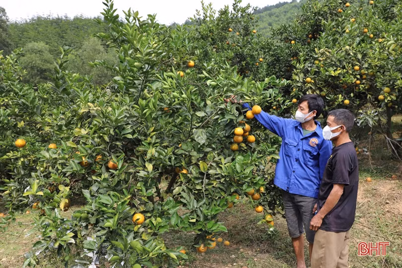 Cam chín vàng trên những vườn đồi Thượng Lộc