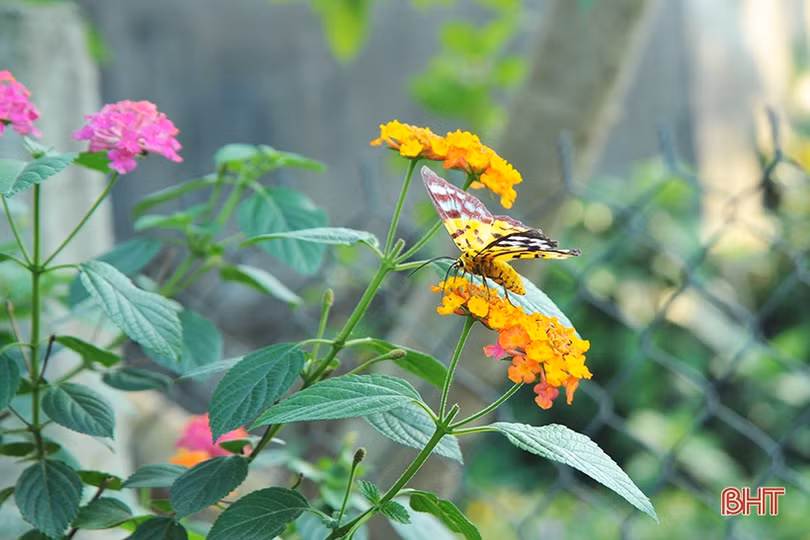 “Biến” hoa dại thành cây cảnh tiền triệu