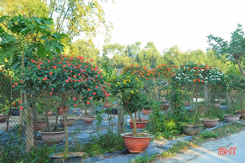 “Biến” hoa dại thành cây cảnh tiền triệu