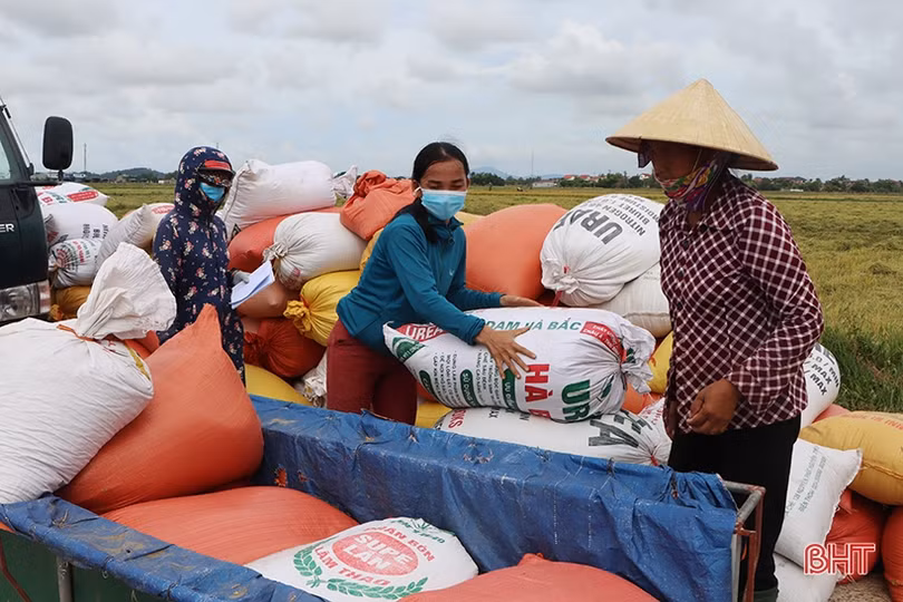 Mùa vui trên những cánh đồng liên kết sản xuất lúa giống ở Hà Tĩnh
