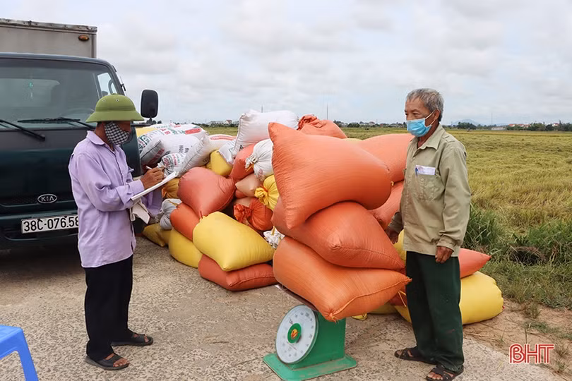 Mùa vui trên những cánh đồng liên kết sản xuất lúa giống ở Hà Tĩnh