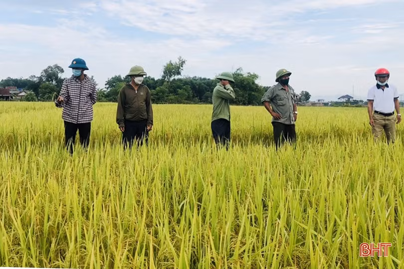 Mùa vui trên những cánh đồng liên kết sản xuất lúa giống ở Hà Tĩnh