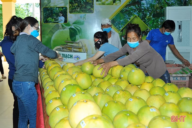 Hà Tĩnh sẵn sàng tổ chức hội nghị kết nối tiêu thụ bưởi Phúc Trạch