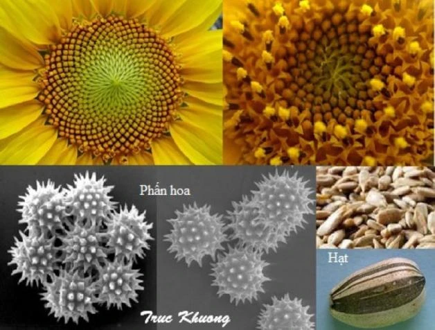 Cây hoa hướng dương trị sốt, tăng huyết áp