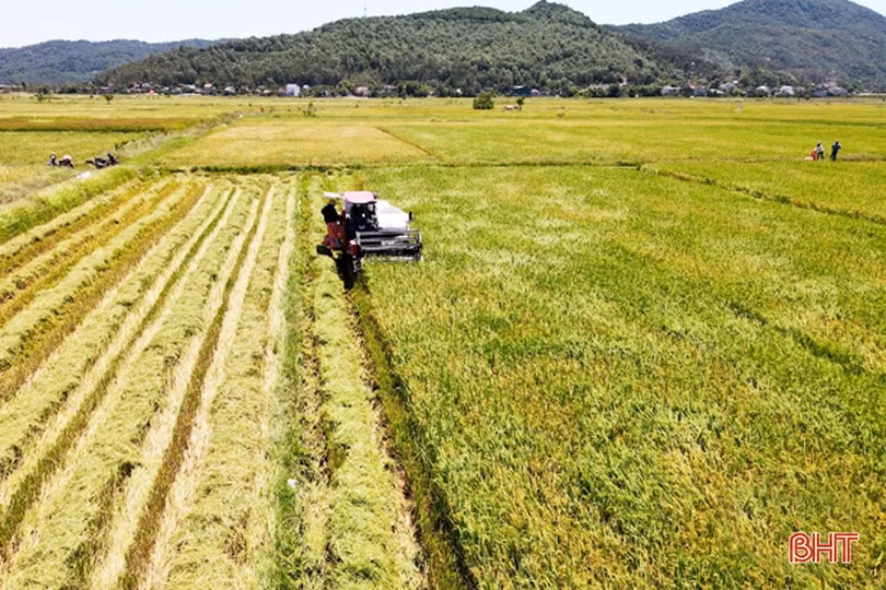 Hà Tĩnh: Những cánh đồng thơm hương mùa gặt...