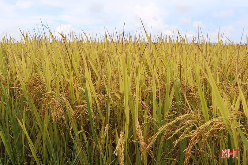 Mùa vui trên những cánh đồng liên kết sản xuất lúa giống ở Hà Tĩnh