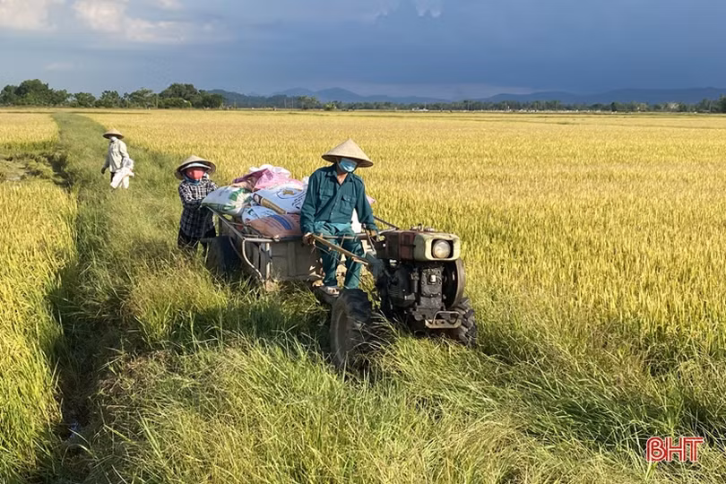 Hà Tĩnh: Những cánh đồng thơm hương mùa gặt...