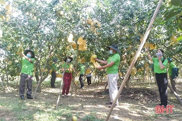 Hội Nông dân Hà Tĩnh kết nối tiêu thụ gần 86 tấn bưởi Phúc Trạch