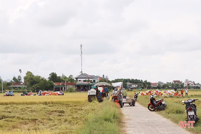 Mùa vui trên những cánh đồng liên kết sản xuất lúa giống ở Hà Tĩnh