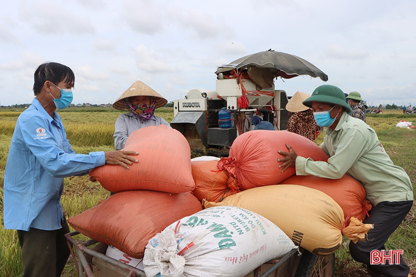 Phó Giám đốc Sở NN&PTNT Hà Tĩnh: Cần khẩn trương thu hoạch lúa hè thu ảnh 5 Phó Giám đốc Sở NN&PTNT Hà Tĩnh: Cần khẩn trương thu hoạch lúa hè thu