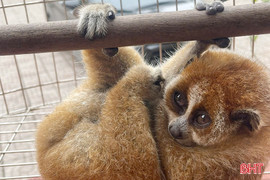 Người dân tự nguyện giao nộp cá thể culi quý hiếm