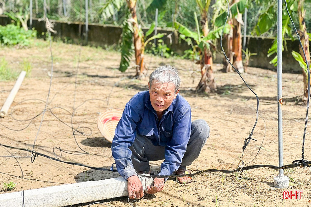 Ông Trần Quang Vinh - nông dân tổ dân phố Quyết Tiến, phường Trần Phú dọn dẹp lại hệ thống nhà lưới bị sập sau bão, chuẩn bị sản xuất trở lại nhằm không để mùa vụ đứt gãy. bqbht_br_vinh.jpg